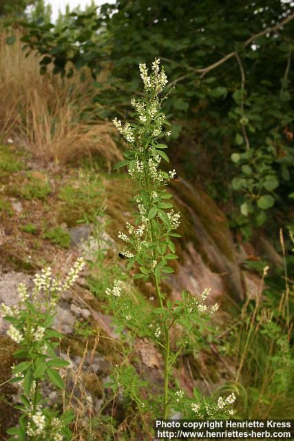 Photo: Melilotus albus 7. Photo: Melilotus albus 7.