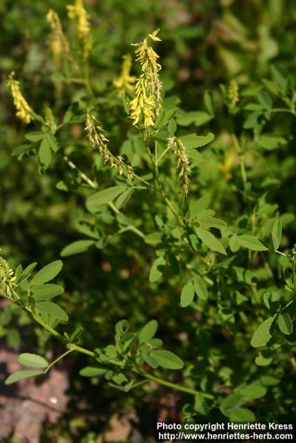 Photo: Melilotus officinalis 5.