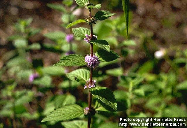Photo: Mentha arvensis 5. Photo: Mentha arvensis 5.