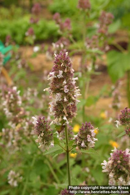 Photo: Nepeta cataria 5. Photo: Nepeta cataria 5.