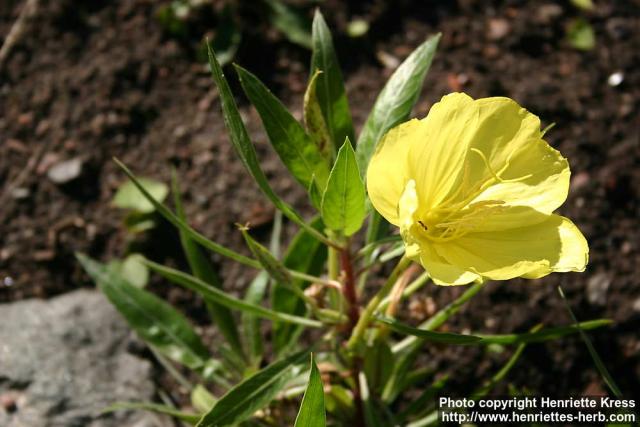 Photo: Oenothera macrocarpa. Photo: Oenothera macrocarpa.