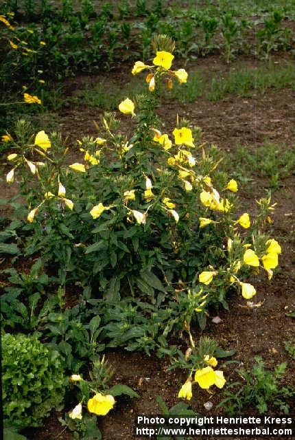 Photo: Oenothera biennis 3. Photo: Oenothera biennis 3.