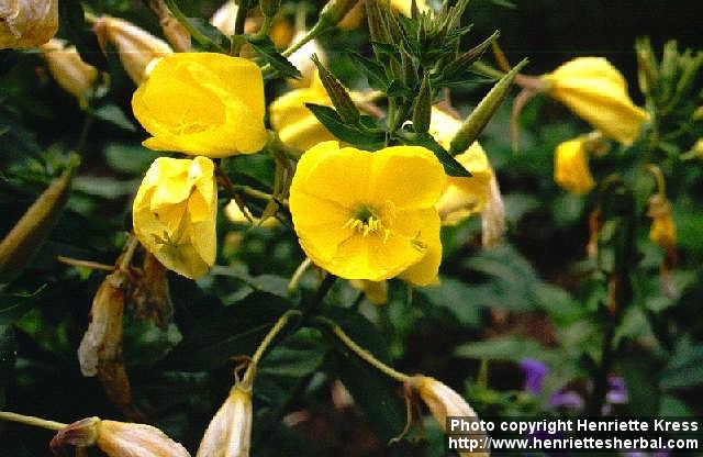 Photo: Oenothera biennis 4. Photo: Oenothera biennis 4.
