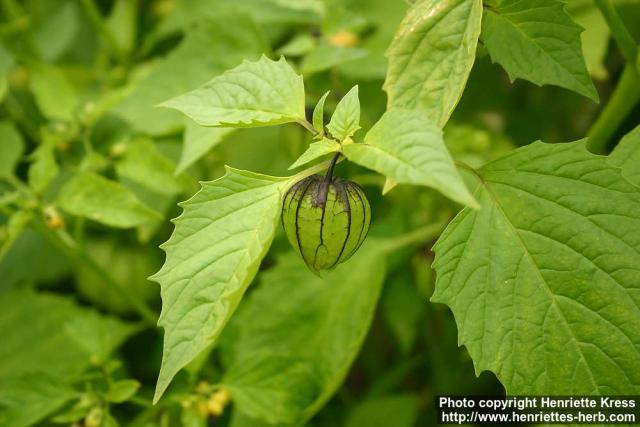 Photo: Physalis philadelphica 3. Photo: Physalis philadelphica 3.