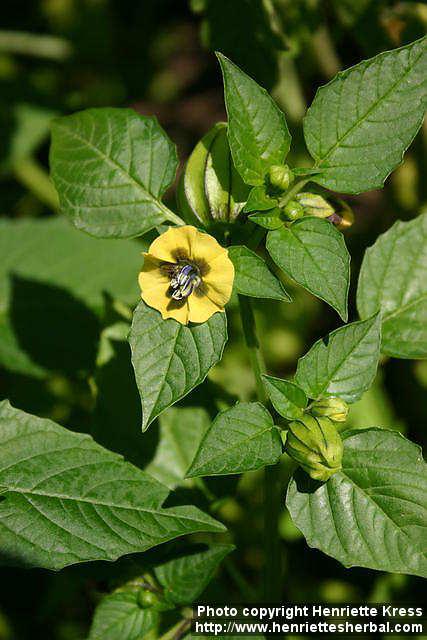 Photo: Physalis philadelphica 7. Photo: Physalis philadelphica 7.