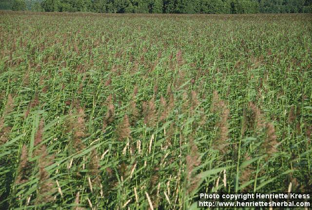 Photo: Phragmites australis 6.