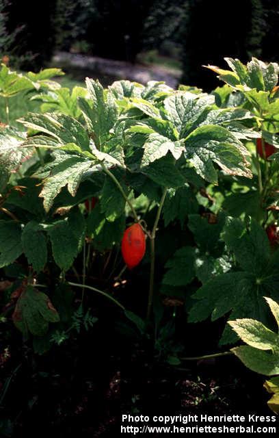 Photo: Podophyllum hexandrum 3. Photo: Podophyllum hexandrum 3.