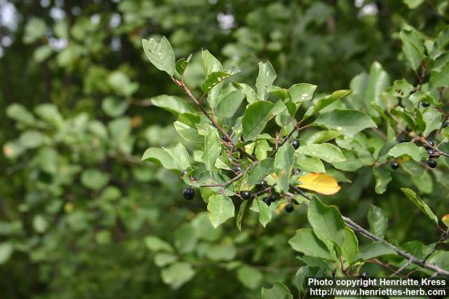 Photo: Frangula alnus 5. Photo: Frangula alnus 5.