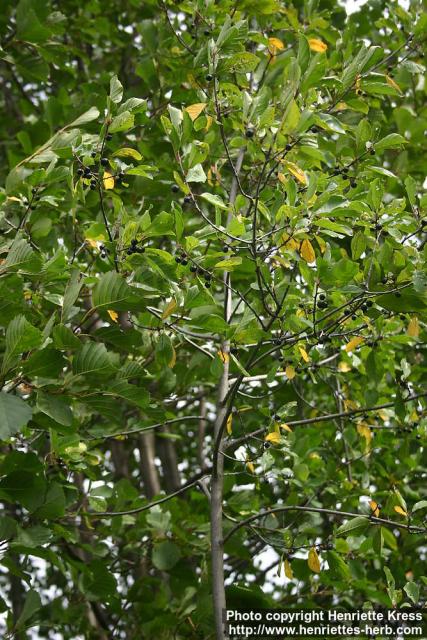 Photo: Frangula alnus 7. Photo: Frangula alnus 7.