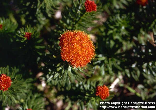 Photo: Rhodiola kirilowii 1. Photo: Rhodiola kirilowii 1.