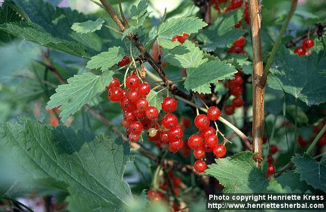 Photo: Ribes rubrum 2. Photo: Ribes rubrum 2.