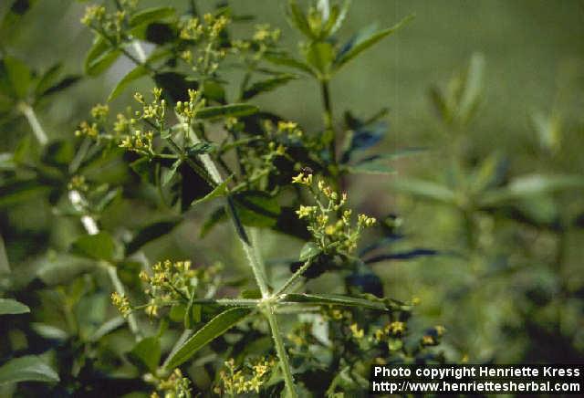 Photo: Rubia tinctorum 1. Photo: Rubia tinctorum 1.