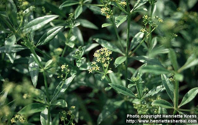 Photo: Rubia tinctorum 5.