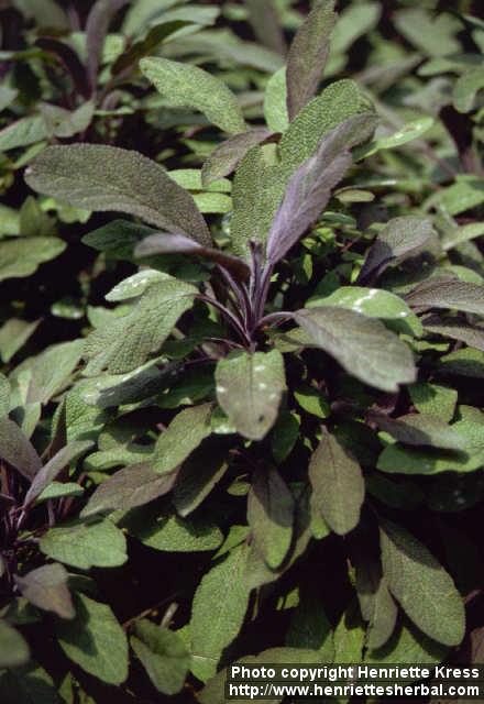 Photo: Salvia officinalis 5. Photo: Salvia officinalis 5.