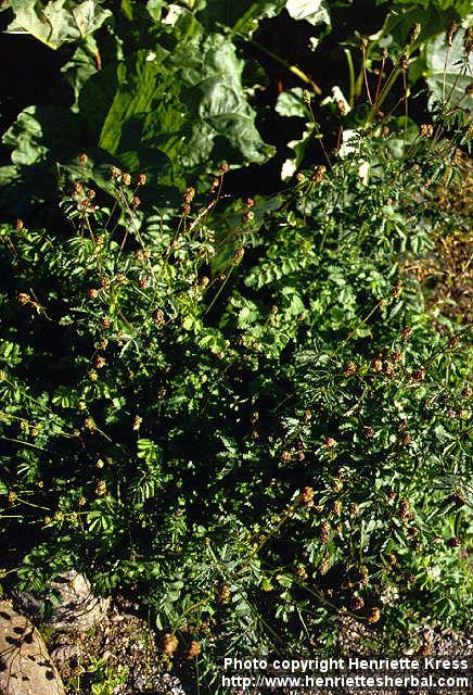 Photo: Sanguisorba minor.