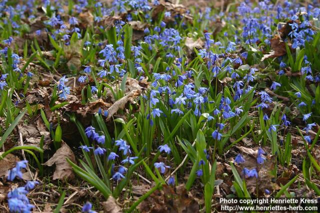 Photo: Scilla siberica 9.