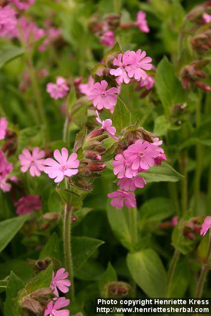 Photo: Silene dioica 5. Photo: Silene dioica 5.