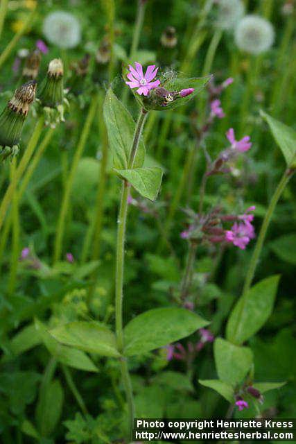 Photo: Silene dioica 6. Photo: Silene dioica 6.