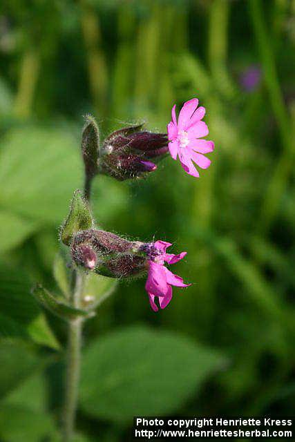 Photo: Silene dioica 7. Photo: Silene dioica 7.