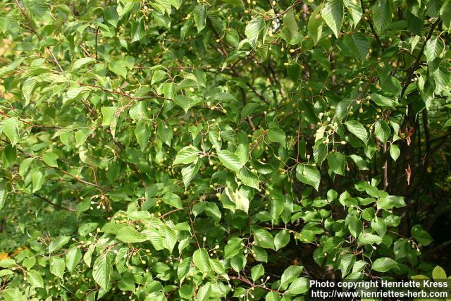 Photo: Sorbus alnifolia.