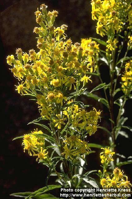 Photo: Solidago virgaurea 1. Photo: Solidago virgaurea 1.