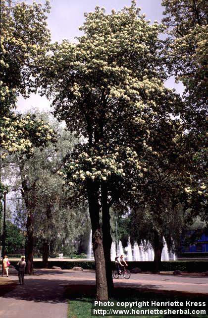 Photo: Sorbus hybrida. Photo: Sorbus hybrida.