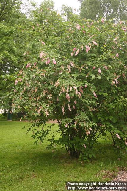 Photo: Syringa x prestoniae.