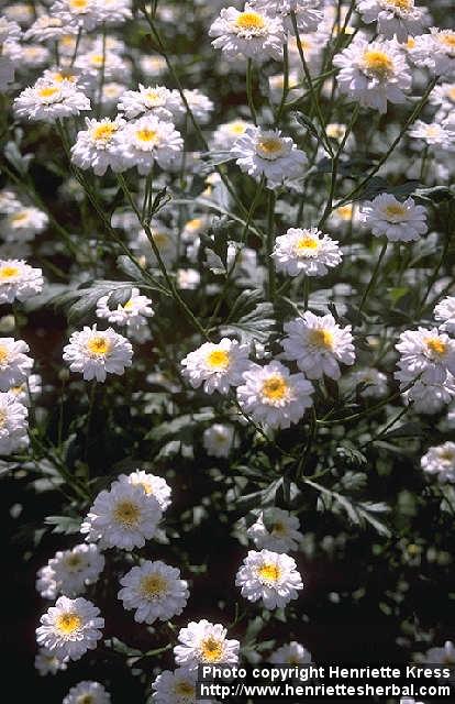 Photo: Tanacetum parthenium. Photo: Tanacetum parthenium.