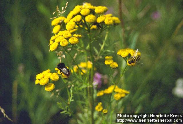 Photo: Tanacetum vulgare 1. Photo: Tanacetum vulgare 1.