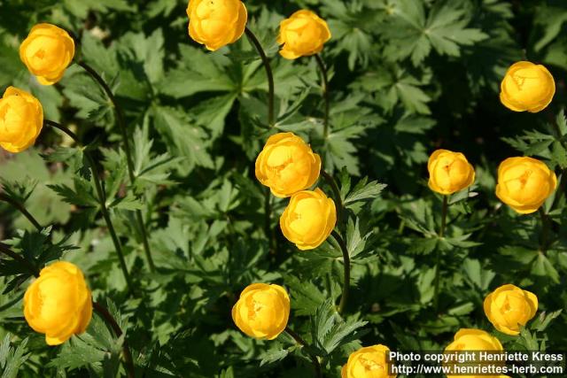 Photo: Trollius europaeus 7. Photo: Trollius europaeus 7.