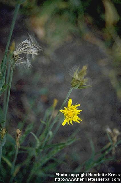 Photo: Tragopogon pratensis 1. Photo: Tragopogon pratensis 1.