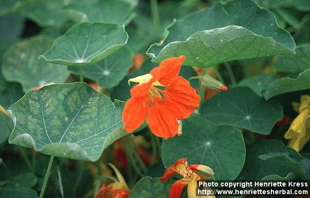 Photo: Tropaeolum majus 4. Photo: Tropaeolum majus 4.