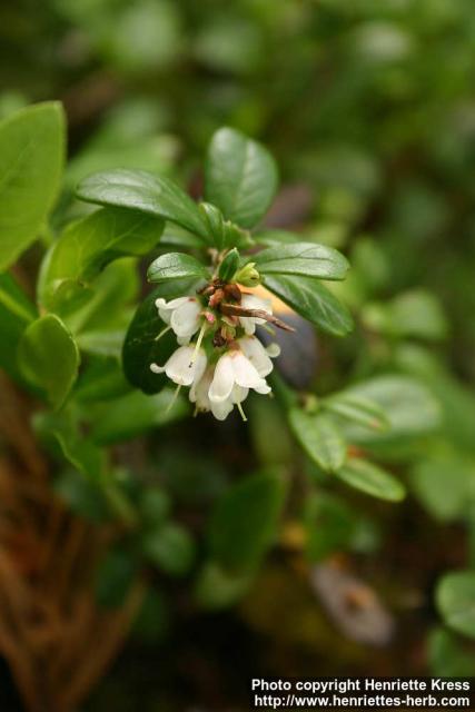 Photo: Vaccinium vitis idaea 7. Photo: Vaccinium vitis idaea 7.