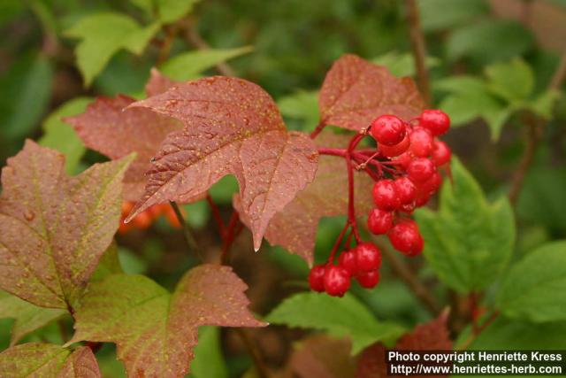 Photo: Viburnum opulus 8. Photo: Viburnum opulus 8.