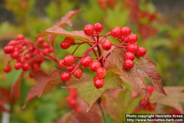 Photo: Viburnum opulus 9.