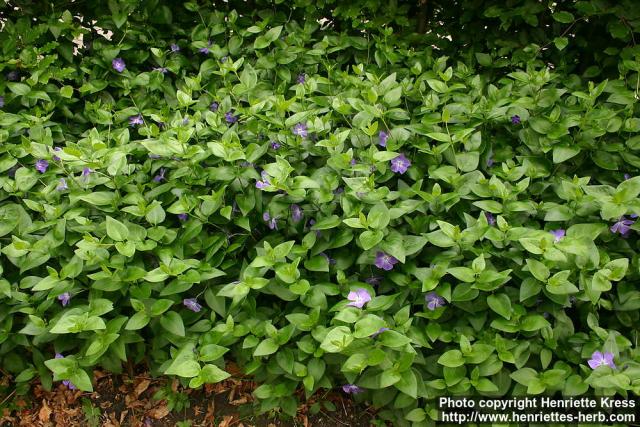 Photo: Vinca major 6. Photo: Vinca major 6.
