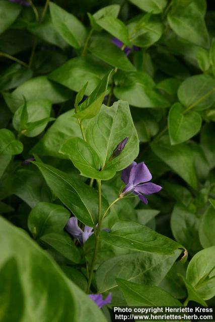 Photo: Vinca major 9. Photo: Vinca major 9.