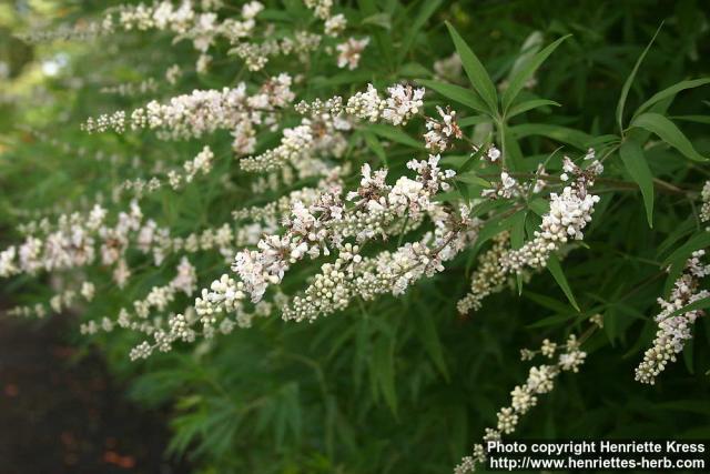 Photo: Vitex agnus castus 7. Photo: Vitex agnus castus 7.