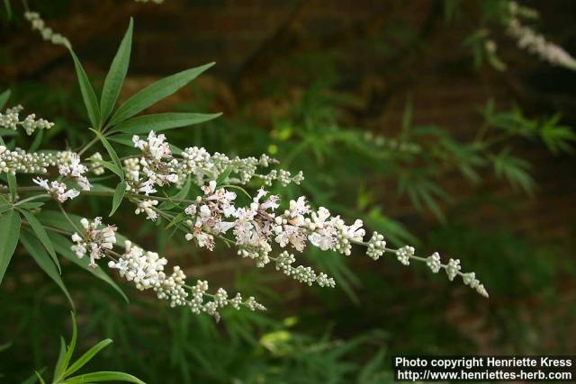 Photo: Vitex agnus castus 8. Photo: Vitex agnus castus 8.