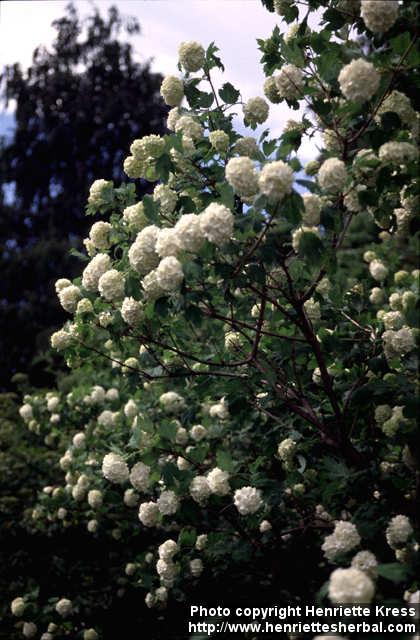 Photo: Viburnum opulus 3. Photo: Viburnum opulus 3.