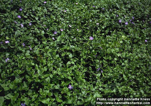 Photo: Vinca major 5. Photo: Vinca major 5.