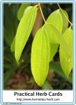 Herbcard 04.2017: Cinnamon.