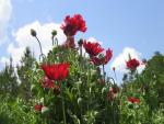 Photo: Papaver somniferum 1. Gail K. Ellison.