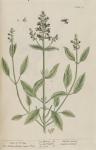 071c Sage of Vertue. 071c Sage of Vertue.