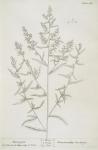116 Tarragon.
