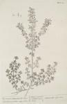 167 Common Calamint.