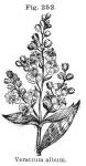 Fig. 252. Veratrum album.