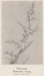Bild: Artemisia Absinthium 1