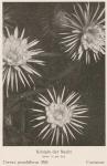 Bild: Cereus Grandiflorus