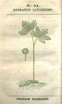 No. 51. Hydrastis canadensis.